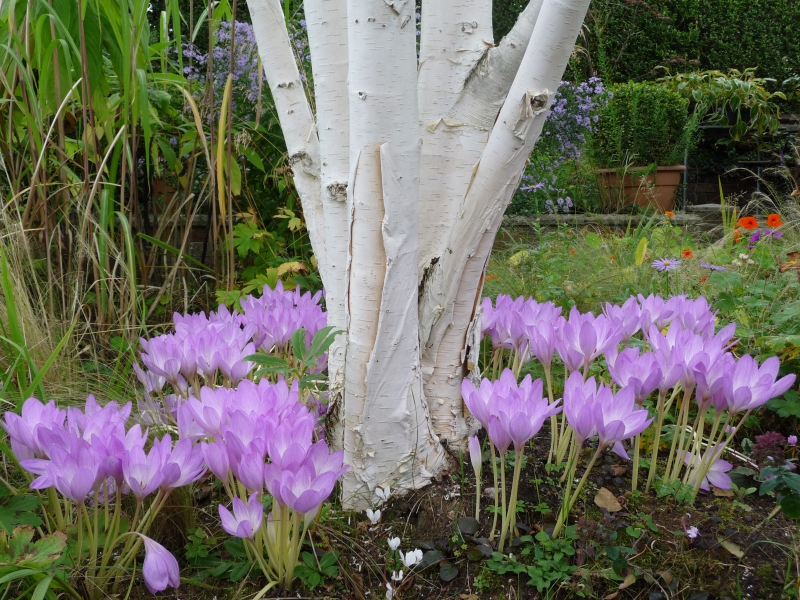 Adrian Walsh Belfast Garden